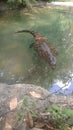 Alligator crocodile water zoo dallas