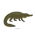 Alligator. An alligator is a crocodilian with black or dark olive-brown skin with light undersides.