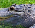 An alligator is a crocodilian in the genus Alligator