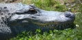 An alligator is a crocodilian in the genus Alligator Royalty Free Stock Photo