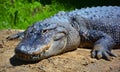 An alligator is a crocodilian in the genus Alligator of the family Alligatoridae. Royalty Free Stock Photo