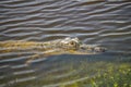 An alligator is a crocodilian in the genus Alligator