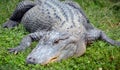 An alligator is a crocodilian in the genus Alligator of the family Alligatoridae. The two living species are the American alligato Royalty Free Stock Photo