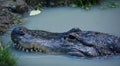 An alligator is a crocodilian in the genus Alligator of the family Alligatoridae