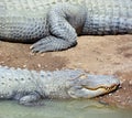 An alligator leg is a crocodilian in the genus Alligator of the family Alligatoridae.