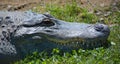 An alligator is a crocodilian in the genus Alligator of the family Alligatoridae.