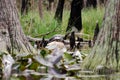 Alligator on Cypress Log Okefenokee Swamp Royalty Free Stock Photo