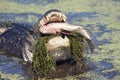 Alligator eating a fish