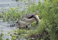 Alligator eating a large fish