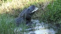 Alligator eating a large softshell turtle in Florida swamp