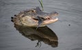Alligator eating in the water