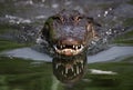 Alligator eating in the water