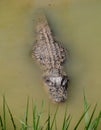 Alligator in the everglades