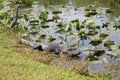 Alligator at the everglades 3