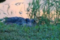 Alligator at the everglades