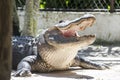 Alligator everglades