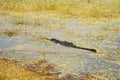 Alligator in everglades national park Royalty Free Stock Photo