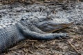 Alligator close up, Everglades National Park, Florida Royalty Free Stock Photo