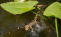 Alligator in Everglades National Park, Florida, August, 2022 Royalty Free Stock Photo