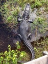 Alligator in the Everglades National Park Florida USA