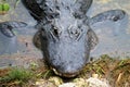 Alligator - Everglades National Park Royalty Free Stock Photo