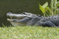 alligator