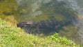 Alligator in Everglades park Royalty Free Stock Photo