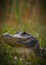 Close Head Shot of Florida Alligator in the Wild