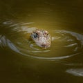 Alligator eyes are watching Royalty Free Stock Photo