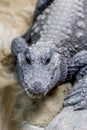 Alligator face Royalty Free Stock Photo