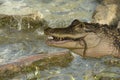 Alligator feeding Royalty Free Stock Photo