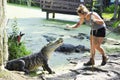 Alligator feeding Royalty Free Stock Photo