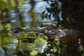 Alligator floating across swamp waters inconspicuously