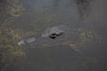 Alligator Floating By Royalty Free Stock Photo