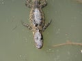 Alligator floating in a marsh