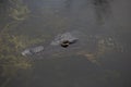 Alligator Floating By
