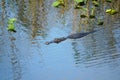 An alligator floating on top of the water in Everglades, Florida, U.S.A Royalty Free Stock Photo