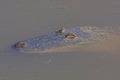 Alligator floating in a Wetland Pond