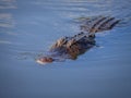 Alligator floats just above the water Royalty Free Stock Photo