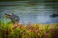 Alligator in swamp eating prey Royalty Free Stock Photo