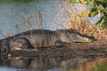 Alligator Florida Everglades Royalty Free Stock Photo