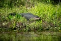 Alligator in Florida swamp Royalty Free Stock Photo