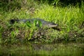 Alligator in Florida swamp Royalty Free Stock Photo