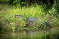 Alligator in Florida swamp