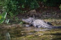 Alligator in Florida swamp Royalty Free Stock Photo