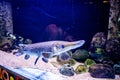 Alligator gar, Alligator Fish (Atractosteus spatula) swimming in the big aquarium. Aquarium Island CafÃÂ©, Royalty Free Stock Photo