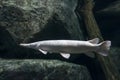 Alligator Gar