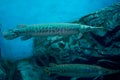 Alligator gar in aquarium. Wildlife animal. Royalty Free Stock Photo