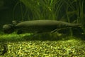 The Alligator gar Atractosteus spatula. Royalty Free Stock Photo