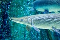 An Alligator gar Atractosteus spatula while swimming on a huge a Royalty Free Stock Photo